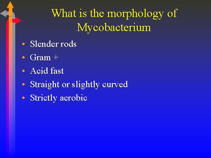 What is the morphology of Mycobacterium • • • Slender rods Gram + Acid