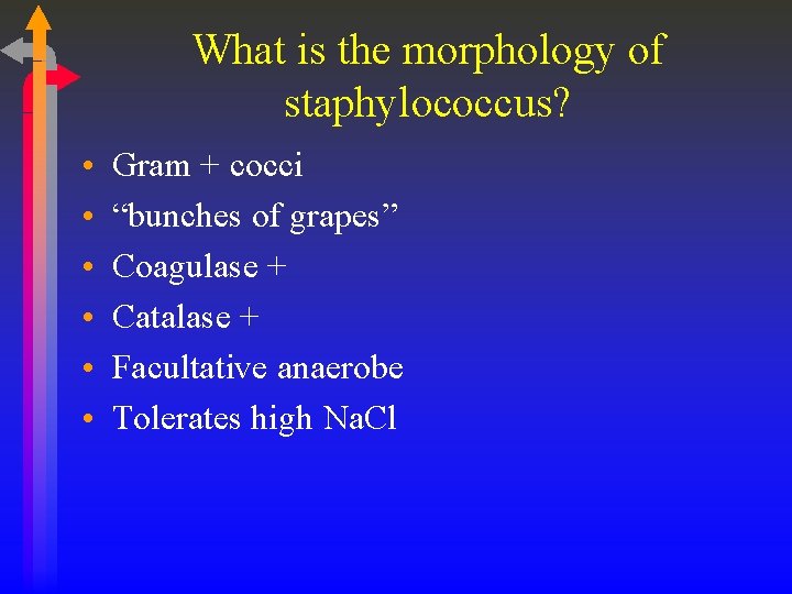 What is the morphology of staphylococcus? • • • Gram + cocci “bunches of