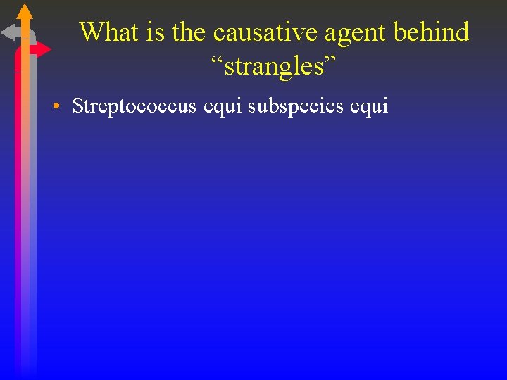 What is the causative agent behind “strangles” • Streptococcus equi subspecies equi 