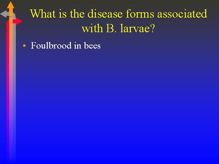 What is the disease forms associated with B. larvae? • Foulbrood in bees 