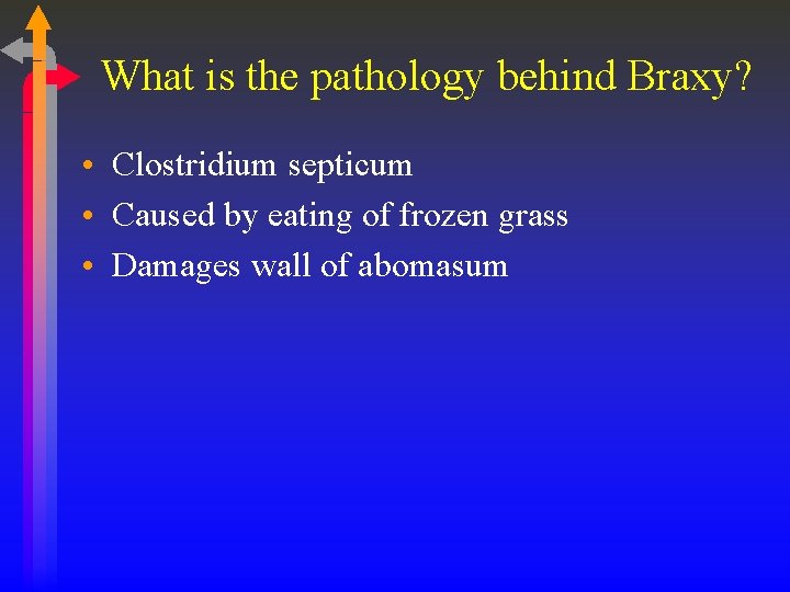 What is the pathology behind Braxy? • Clostridium septicum • Caused by eating of
