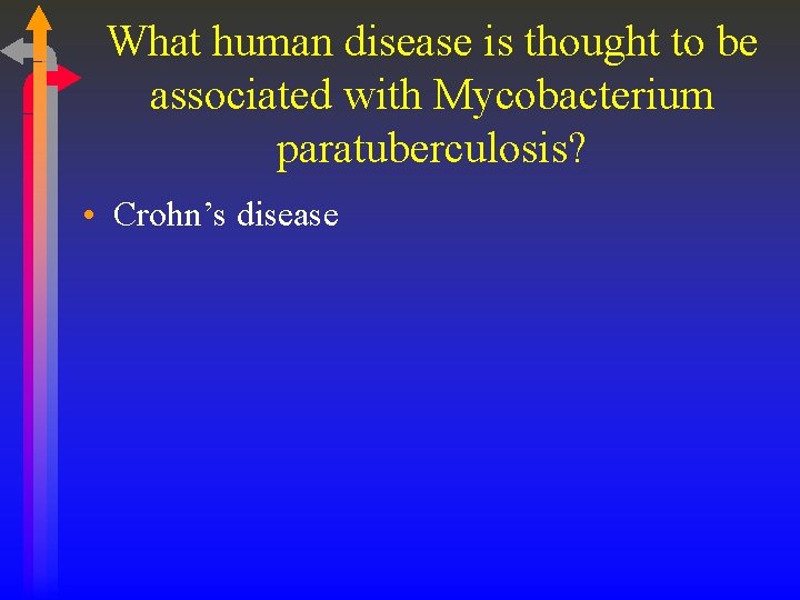 What human disease is thought to be associated with Mycobacterium paratuberculosis? • Crohn’s disease