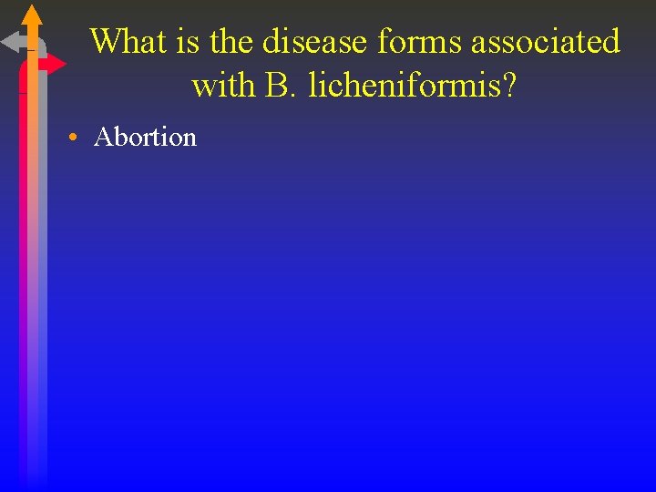 What is the disease forms associated with B. licheniformis? • Abortion 