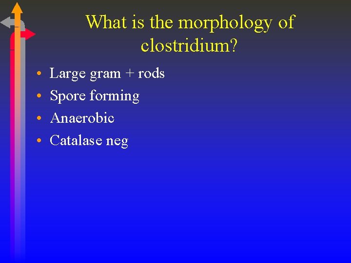 What is the morphology of clostridium? • • Large gram + rods Spore forming