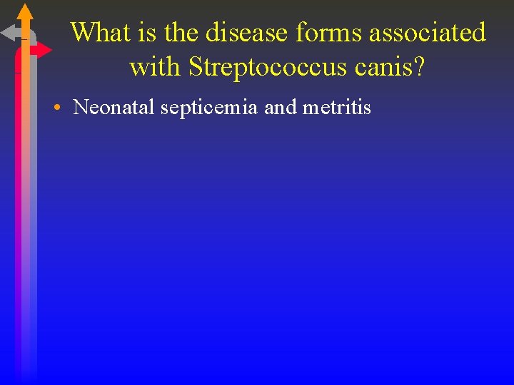 What is the disease forms associated with Streptococcus canis? • Neonatal septicemia and metritis