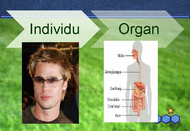 Individu Organ 