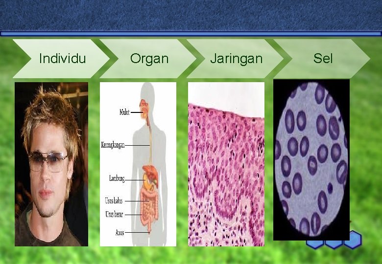 Individu Organ Jaringan Sel 