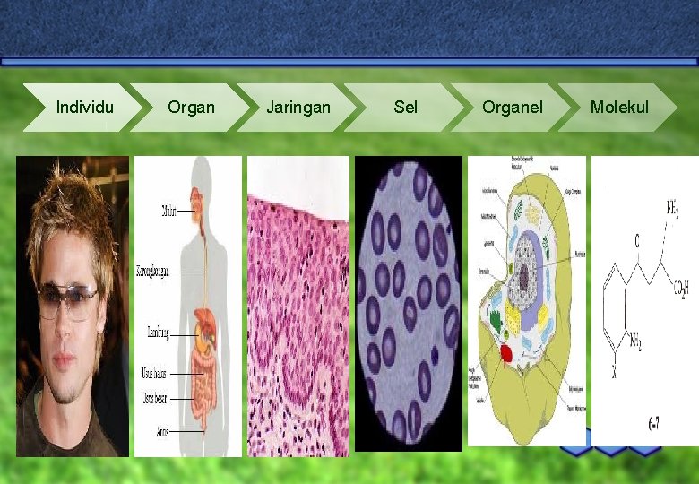 Individu Organ Jaringan Sel Organel Molekul 