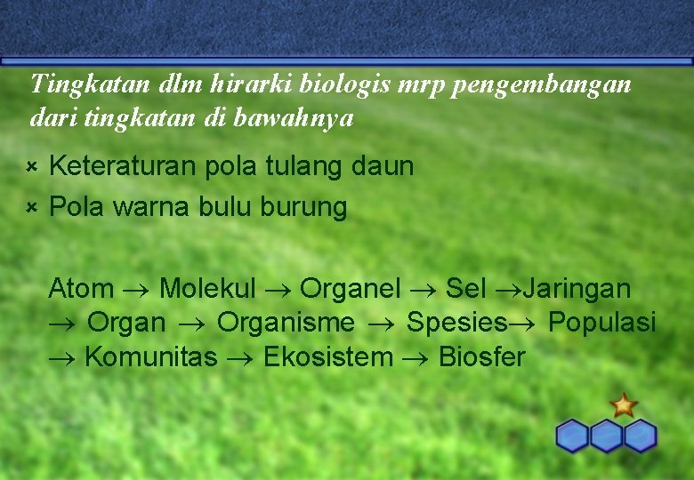 Tingkatan dlm hirarki biologis mrp pengembangan dari tingkatan di bawahnya Keteraturan pola tulang daun