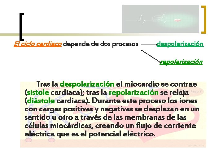 El ciclo cardiaco depende de dos procesos despolarización repolarización Tras la despolarización el miocardio