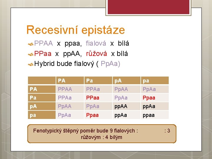Recesivní epistáze PPAA x ppaa, fialová x bílá PPaa x pp. AA, růžová x