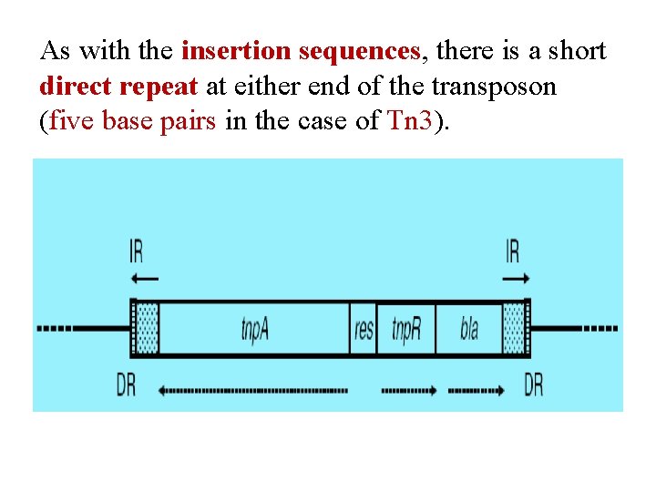 As with the insertion sequences, there is a short direct repeat at either end