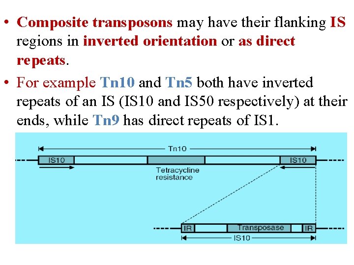  • Composite transposons may have their flanking IS regions in inverted orientation or