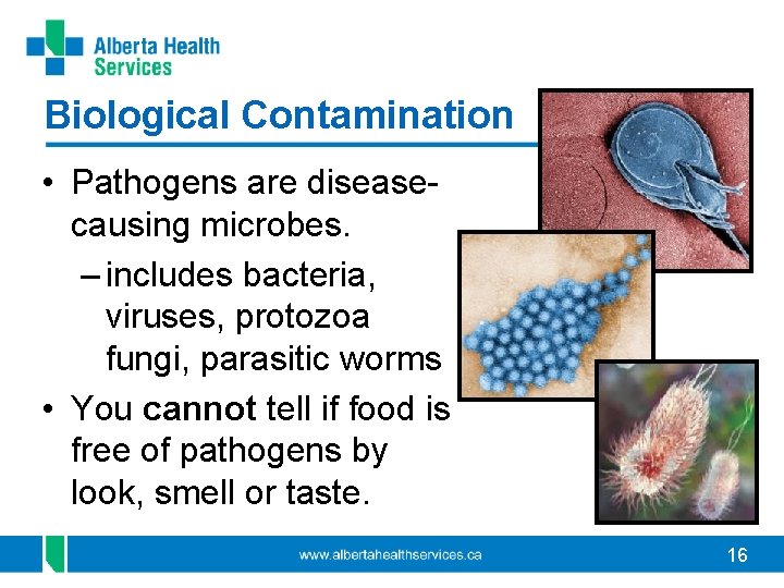 Biological Contamination • Pathogens are diseasecausing microbes. – includes bacteria, viruses, protozoa fungi, parasitic