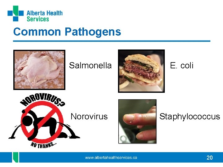 Common Pathogens Salmonella Norovirus E. coli Staphylococcus 20 
