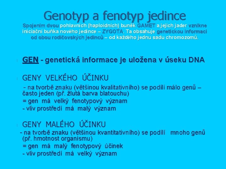 Genotyp a fenotyp jedince Spojením dvou pohlavních (haploidních) buněk GAMET a jejich jader vznikne