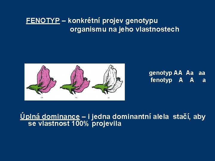  FENOTYP – konkrétní projev genotypu organismu na jeho vlastnostech genotyp AA Aa aa