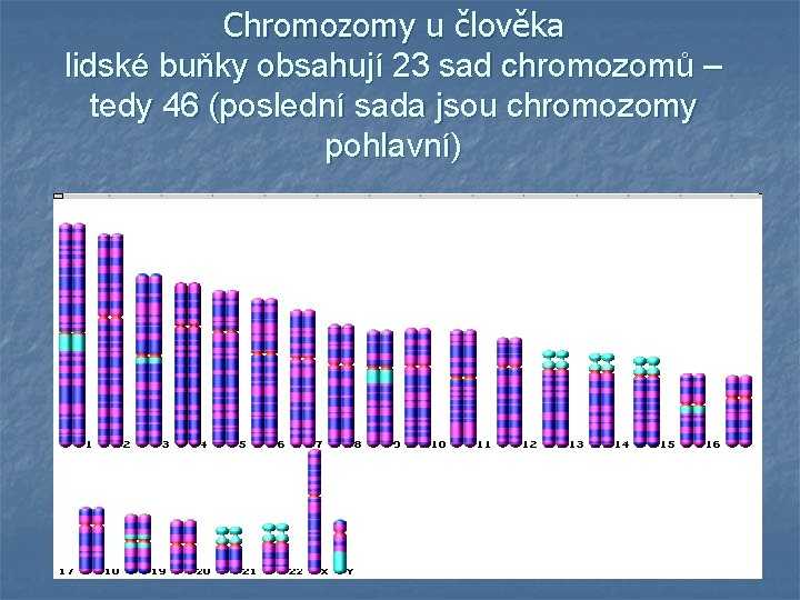 Chromozomy u člověka lidské buňky obsahují 23 sad chromozomů – tedy 46 (poslední sada