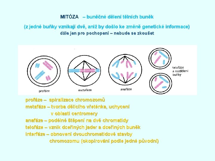 MITÓZA – buněčné dělení tělních buněk (z jedné buňky vznikají dvě, aniž by došlo