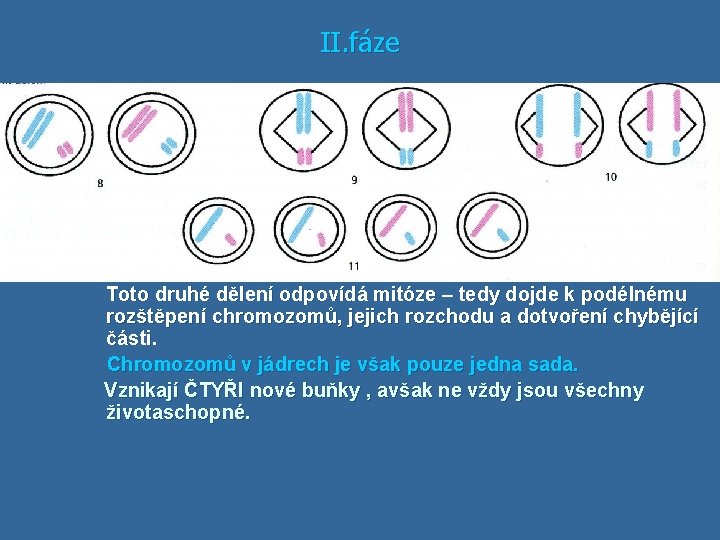 II. fáze Toto druhé dělení odpovídá mitóze – tedy dojde k podélnému rozštěpení chromozomů,