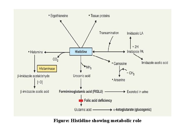 Figure: Histidine showing metabolic role 