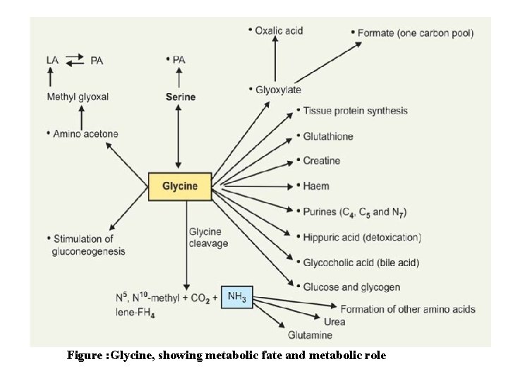 Figure : Glycine, showing metabolic fate and metabolic role 