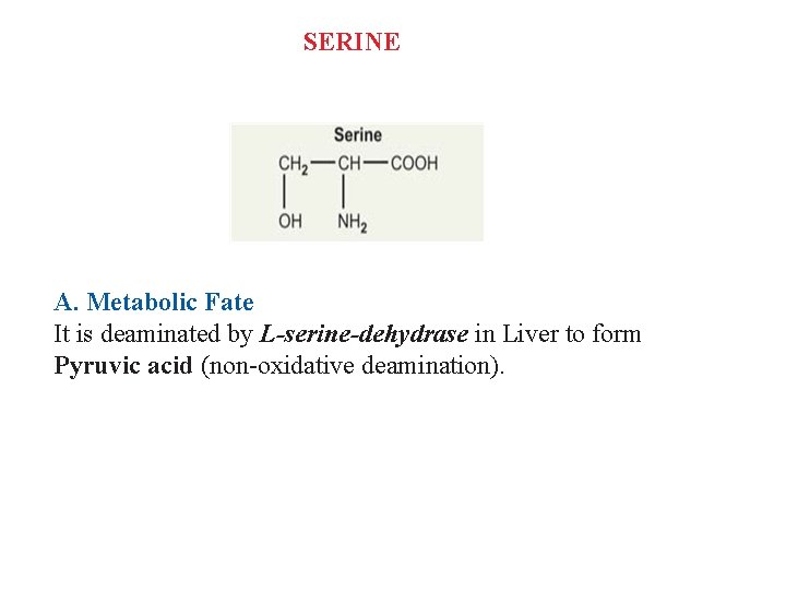 SERINE A. Metabolic Fate It is deaminated by L-serine-dehydrase in Liver to form Pyruvic