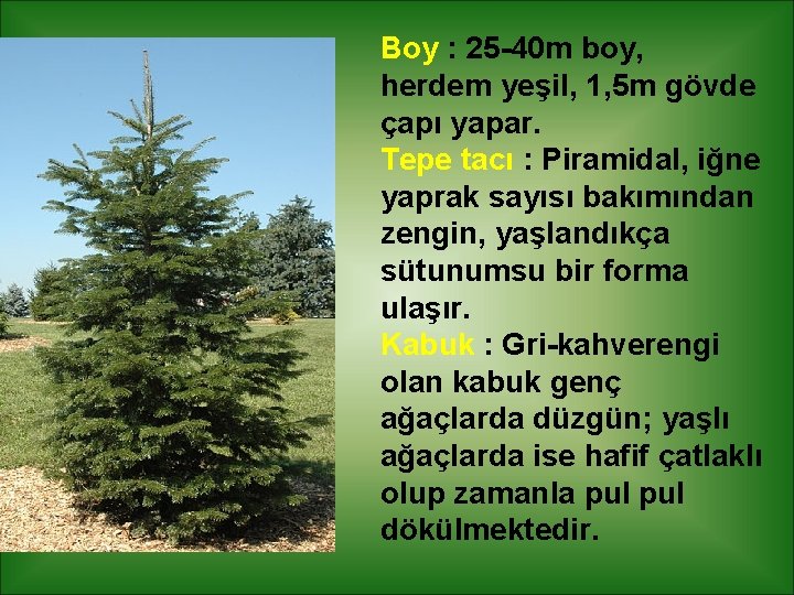 Boy : 25 -40 m boy, herdem yeşil, 1, 5 m gövde çapı yapar.