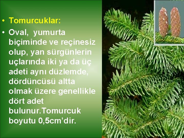  • Tomurcuklar: • Oval, yumurta biçiminde ve reçinesiz olup, yan sürgünlerin uçlarında iki