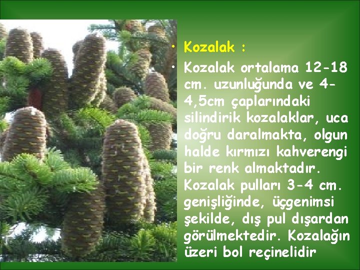  • Kozalak : • Kozalak ortalama 12 -18 cm. uzunluğunda ve 44, 5