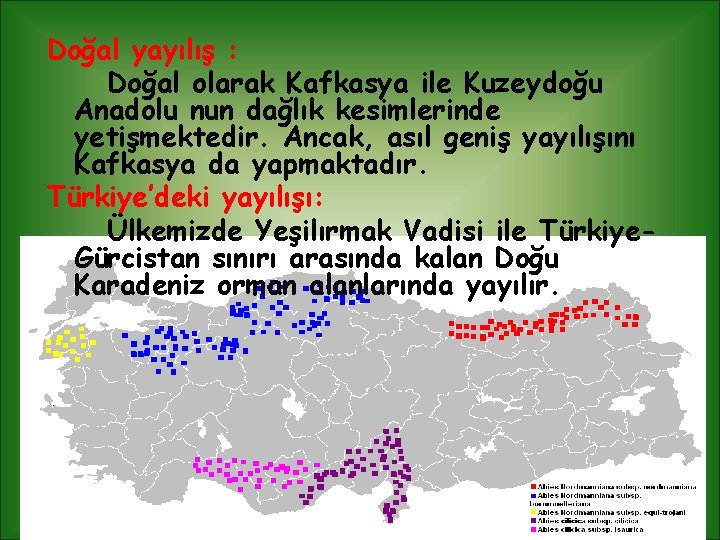 Doğal yayılış : Doğal olarak Kafkasya ile Kuzeydoğu Anadolu nun dağlık kesimlerinde yetişmektedir. Ancak,