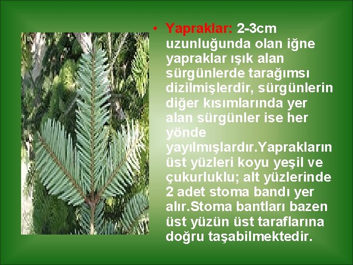  • Yapraklar: 2 -3 cm uzunluğunda olan iğne yapraklar ışık alan sürgünlerde tarağımsı