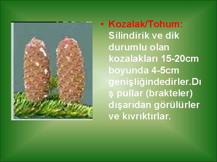  • Kozalak/Tohum: Silindirik ve dik durumlu olan kozalakları 15 -20 cm boyunda 4