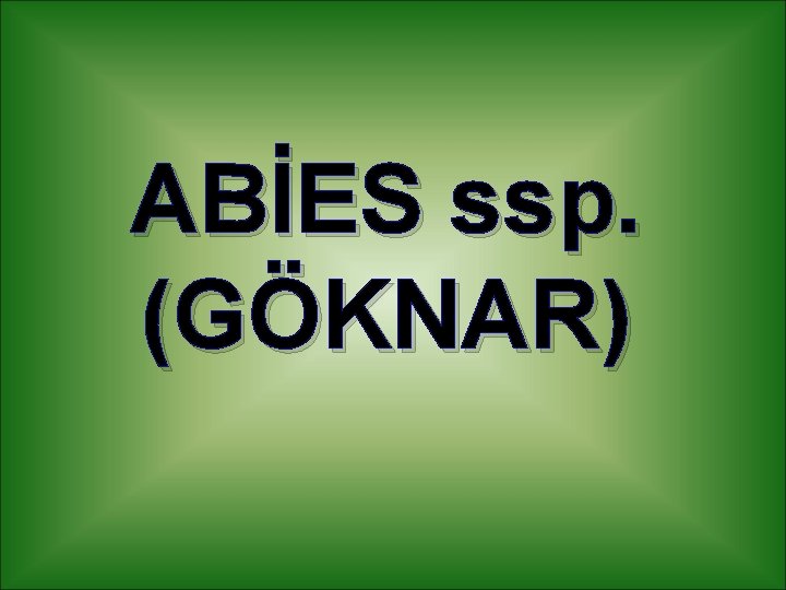 ABİES ssp. (GÖKNAR) 