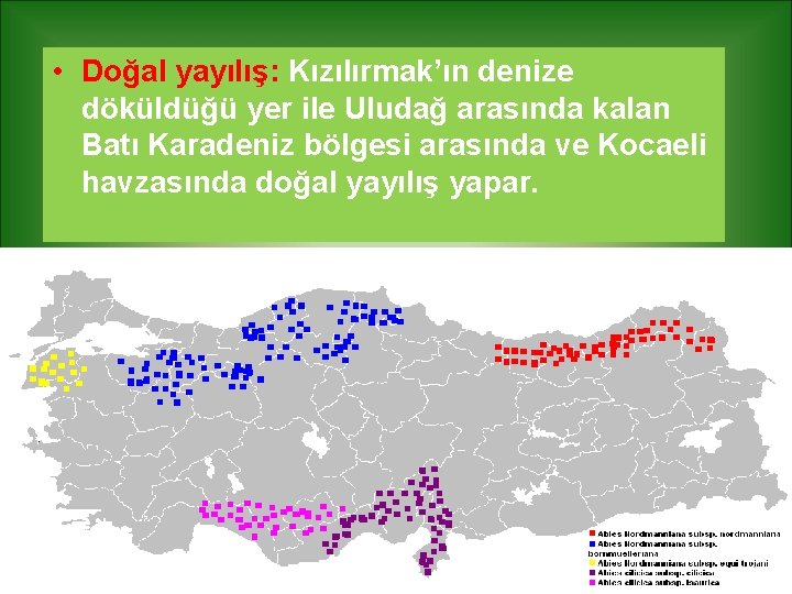  • Doğal yayılış: Kızılırmak’ın denize döküldüğü yer ile Uludağ arasında kalan Batı Karadeniz