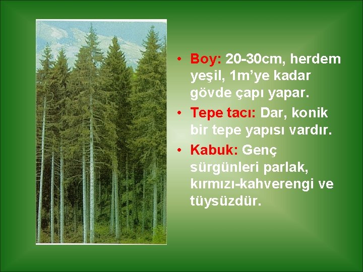  • Boy: 20 -30 cm, herdem yeşil, 1 m’ye kadar gövde çapı yapar.