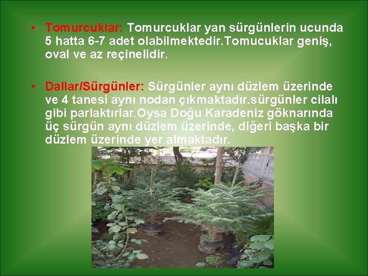  • Tomurcuklar: Tomurcuklar yan sürgünlerin ucunda 5 hatta 6 -7 adet olabilmektedir. Tomucuklar