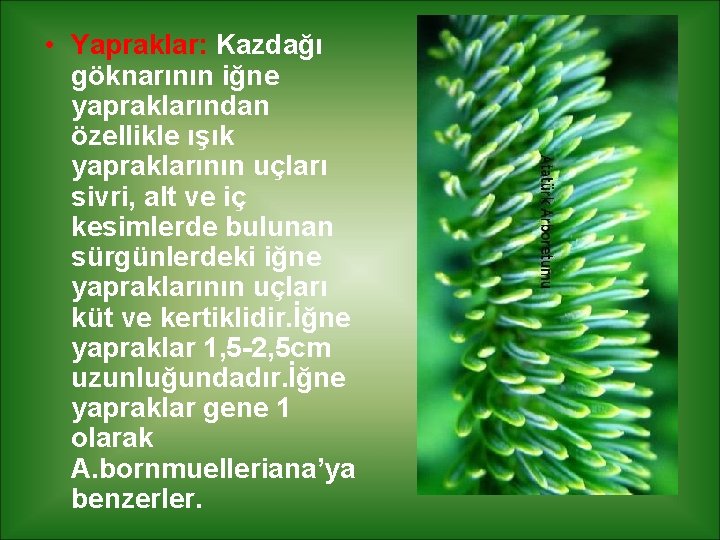  • Yapraklar: Kazdağı göknarının iğne yapraklarından özellikle ışık yapraklarının uçları sivri, alt ve