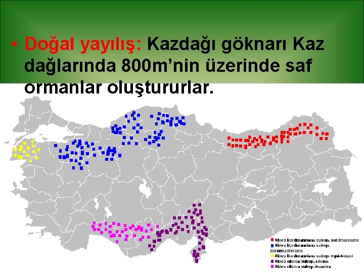  • Doğal yayılış: Kazdağı göknarı Kaz dağlarında 800 m’nin üzerinde saf ormanlar oluştururlar.