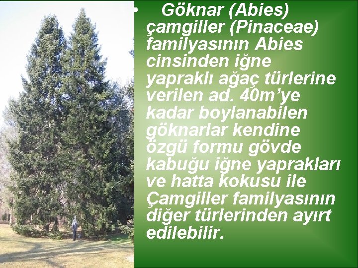  • Göknar (Abies) çamgiller (Pinaceae) familyasının Abies cinsinden iğne yapraklı ağaç türlerine verilen