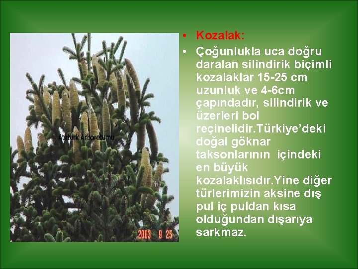  • Kozalak: • Çoğunlukla uca doğru daralan silindirik biçimli kozalaklar 15 -25 cm