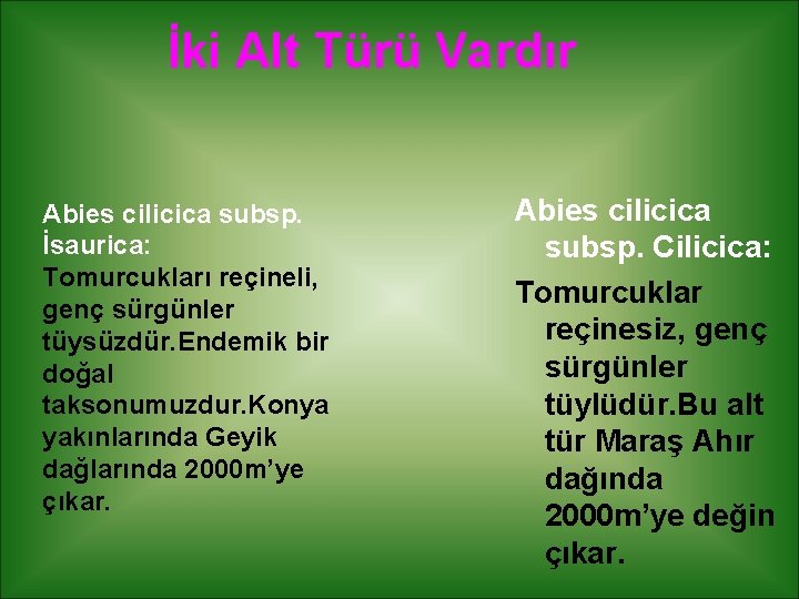 İki Alt Türü Vardır Abies cilicica subsp. İsaurica: Tomurcukları reçineli, genç sürgünler tüysüzdür. Endemik