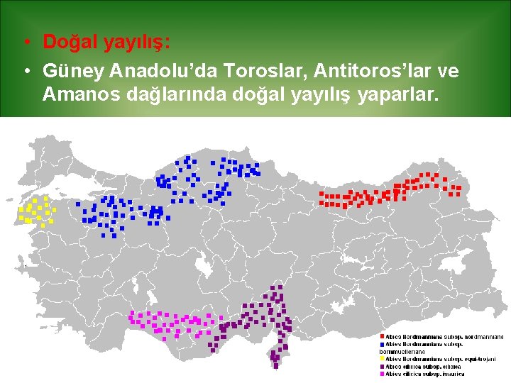  • Doğal yayılış: • Güney Anadolu’da Toroslar, Antitoros’lar ve Amanos dağlarında doğal yayılış