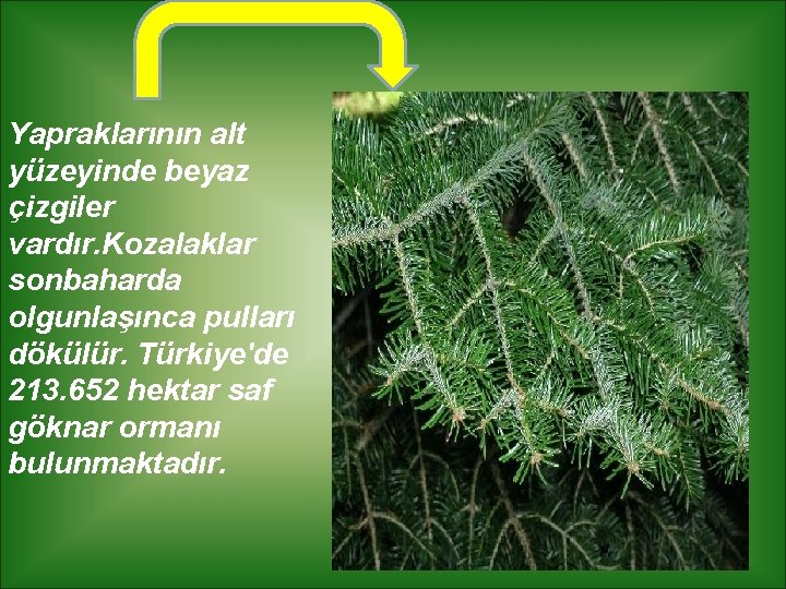 Yapraklarının alt yüzeyinde beyaz çizgiler vardır. Kozalaklar sonbaharda olgunlaşınca pulları dökülür. Türkiye'de 213. 652