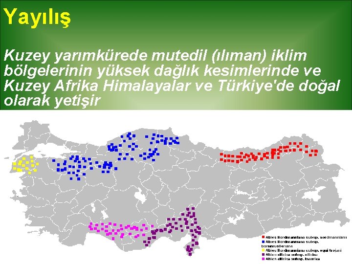 Yayılış Kuzey yarımkürede mutedil (ılıman) iklim bölgelerinin yüksek dağlık kesimlerinde ve Kuzey Afrika Himalayalar