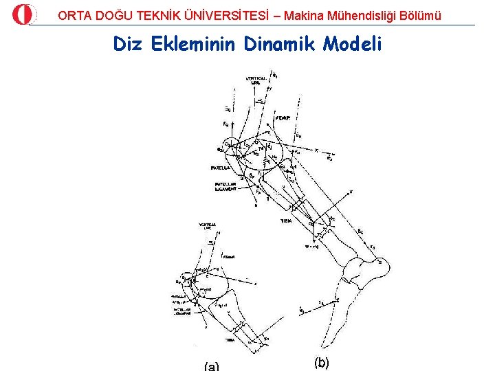 ORTA DOĞU TEKNİK ÜNİVERSİTESİ – Makina Mühendisliği Bölümü Diz Ekleminin Dinamik Modeli 