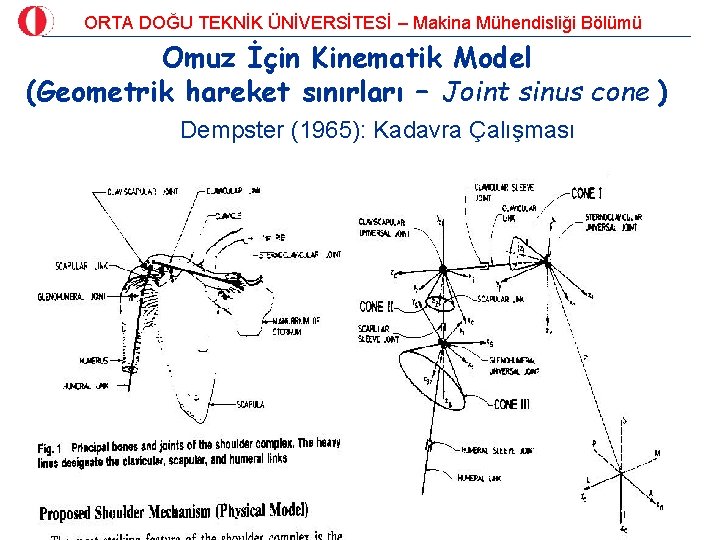 ORTA DOĞU TEKNİK ÜNİVERSİTESİ – Makina Mühendisliği Bölümü Omuz İçin Kinematik Model (Geometrik hareket