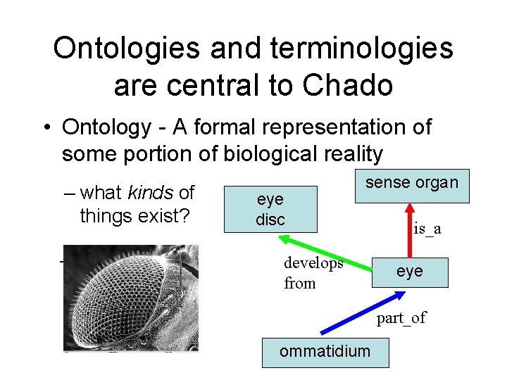 Ontologies and terminologies are central to Chado • Ontology - A formal representation of