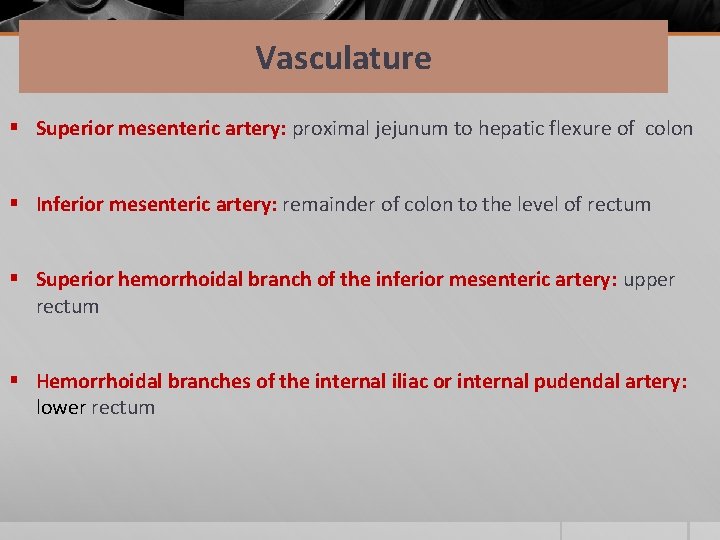 Vasculature § Superior mesenteric artery: proximal jejunum to hepatic flexure of colon § Inferior