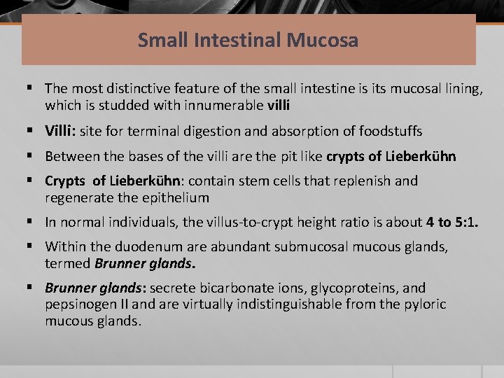 Small Intestinal Mucosa § The most distinctive feature of the small intestine is its